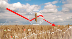 Niepewny rynek zbóż. Jakie perspektywy na nowe żniwa?
