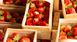 Od pola do półki: Sprawdzamy ceny truskawek na targowiskach. Czy polskie owoce mają pod górkę?