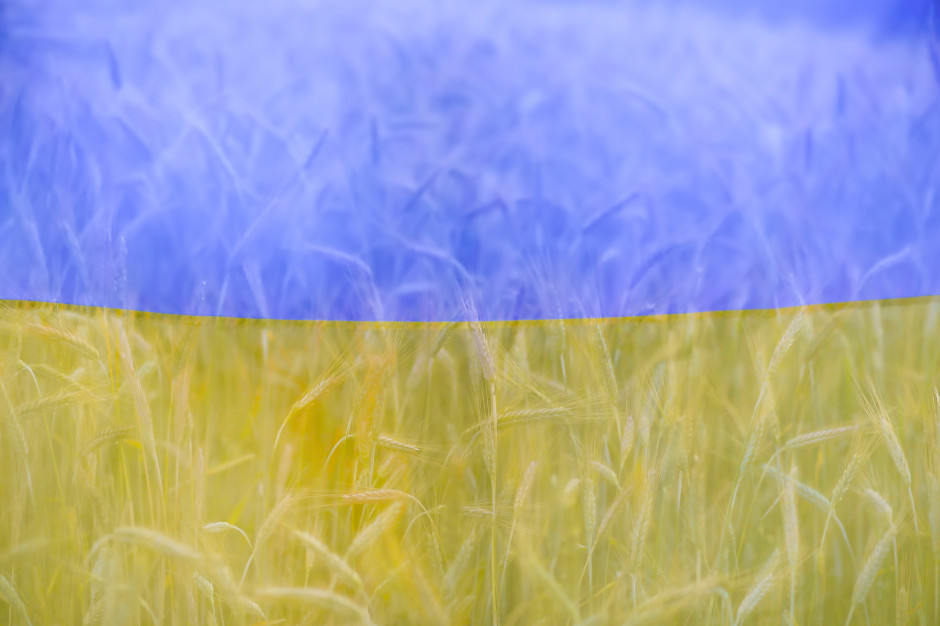 Tegoroczne zbiory zbóż na Ukrainie będą znacznie mniejsze niż w zeszłym roku, fot. Shutterstock