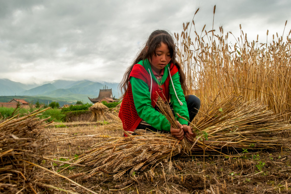 Rosnące dochody chińskich rolników są skutkiem utrzymującego się ożywienia gospodarczego w ogóle oraz dobrej koniunktury w rolnictwie, fot. : ﹏﹏﹏﹏﹏ / Shutterstock.com