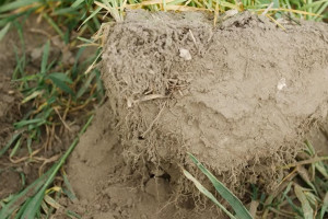 Ograniczanie dawek nawozów w sposób bezpieczny dla roślin i gleby