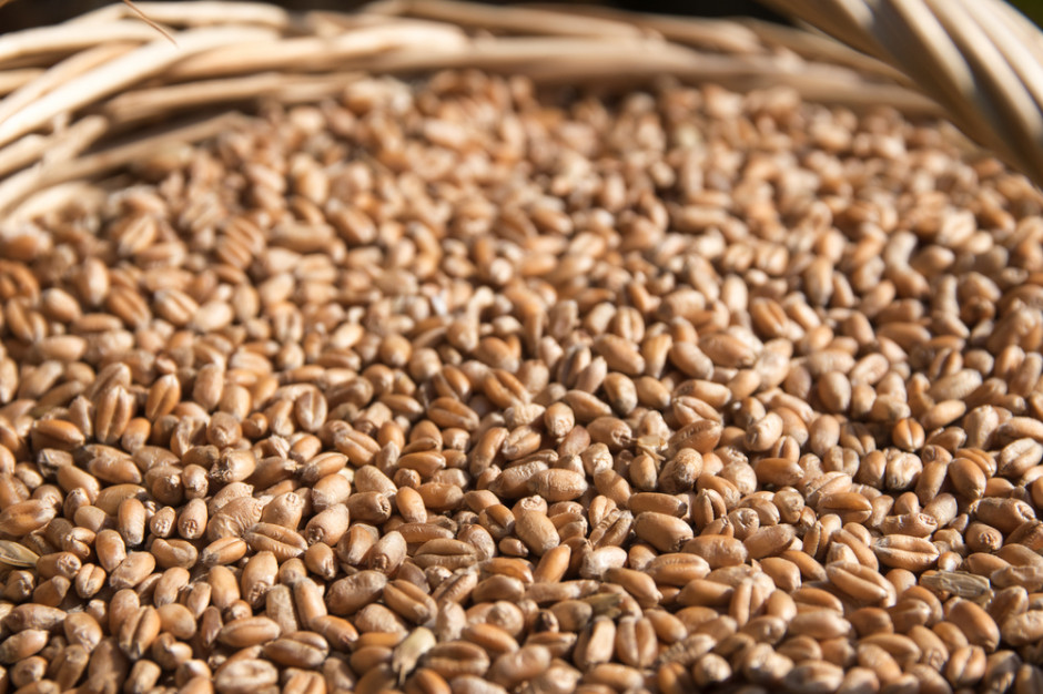 Rolnicy i firmy skupowe, które posiadają znaczne ilości ziarna pszenicy i kukurydzy w magazynach niechętnie sprzedają ziarno, fot. Shutterstock