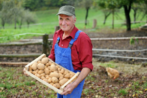 Czy tegoroczne zbiory ziemniaka, pokryją zapotrzebowanie krajowe?