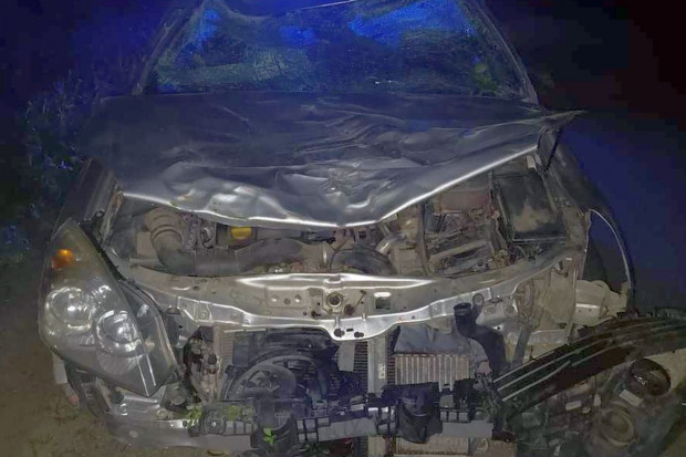 Opel zderzył się z żubrem – zwierzę padło, ranna jest kobieta
