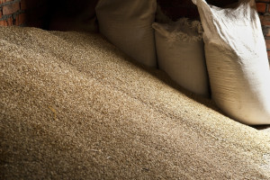 Ukraina zebrała 19 mln ton pszenicy