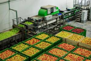 KOWR: eksport żywności dynamicznie rośnie