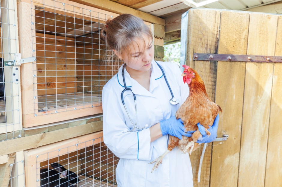 Nowelizacja określa zadania i kompetencje instytucji w związku z unijnymi przepisami w obszarze ochrony zdrowia zwierząt, fot. Shutterstock