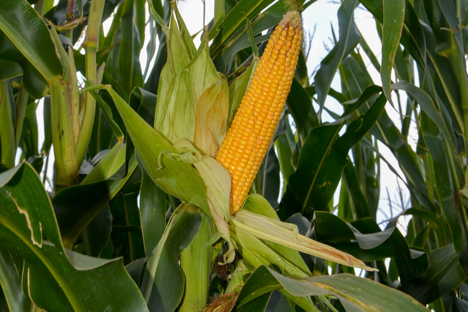 Jakie nowe odmiany kukurydzy pojawiły się w rejestrze?