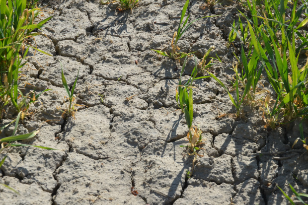 IMGW-PIB: Susza glebowa objęła prawie cały kraj