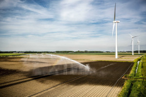 Susza w Holandii. Rolnicy obawiają się o swoje zbiory