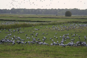 Czy będą odszkodowania za szkody wyrządzane przez ptactwo chronione?