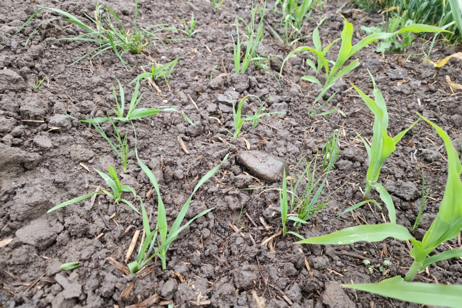 Niektóre plantacje kukurydzy wymagają korekty na chwasty jednoliścienne; Fot. KB