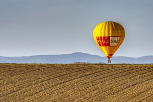 Przelatujący balon spłoszył krowy. Kilka odnalazło się w bagnie