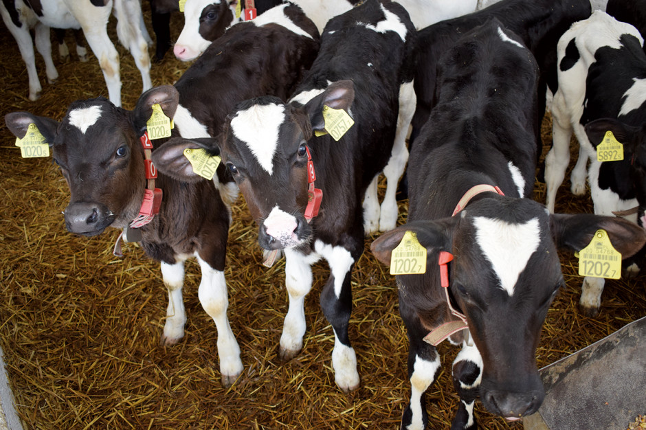 Cielęta nabywane bezpośrednio z farm mlecznych mają mniejsze problemy zdrowotne niż te nabywane na targowiskach