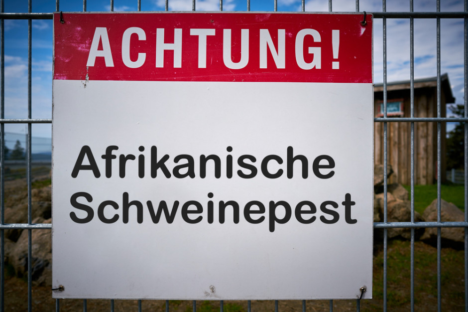 W przypadku dzików najwięcej chorych na ASF dzików wykryto w tym roku w Niemczech - 768 przypadki, fot. Shutterstock