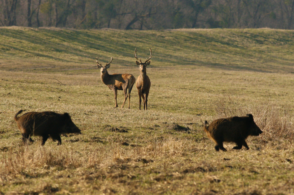 Wydłużenie okresów polowań na jelenie i daniele tłumaczy się rosnącymi szkodami w uprawach, fot. Shutterstock