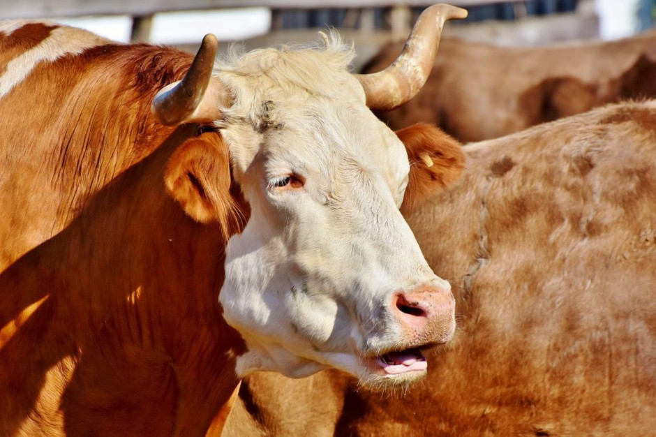 Stado byków uciekło z gospodarstwa w powiecie nyskim, Foto ilustracyjne: Pixabay/Ralphs_Fotos
