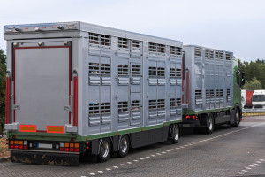 Dopłaty do prywatnego przechowywania wieprzowiny - bez wpływu na rynek