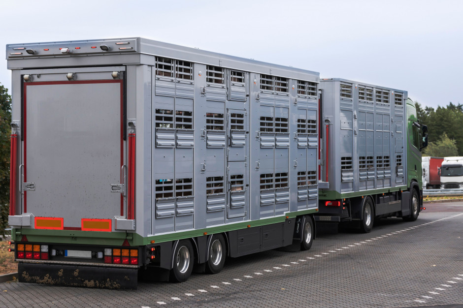 Osiem państw UE nie chce zaostrzenia przepisów dotyczących transportu żywych zwierząt; Fot Shutterstock