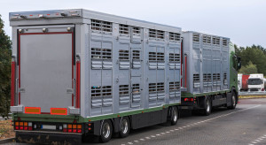 Eksport żywych zwierząt: 8 krajów UE przeciw zakazowi