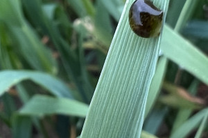 Większość insektycydów nie działa w wyższych temperaturach