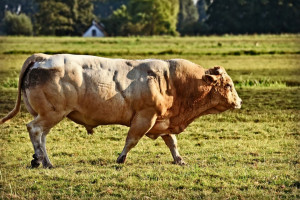 Stado byków wciąż na wolności – rosną straty