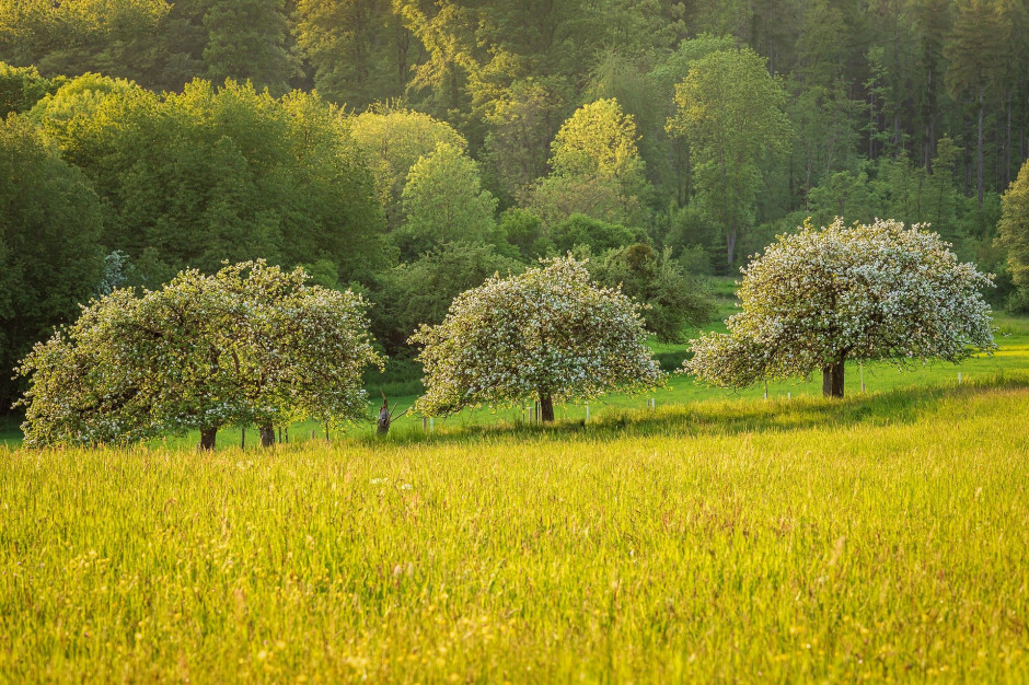 Osiągnięcie celu „od pola do stołu”, jakim jest przeznaczenie 25% pod ekologiczne użytki rolne ponad trzykrotnie zwiększyłoby produkcję ekologicznych upraw, fot. analogicus z Pixabay