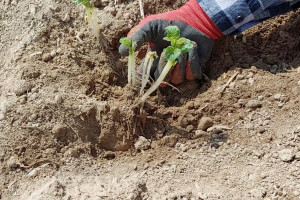 Stan plantacji ziemniaka na Zamojszczyźnie- problemy na etapie sadzenia i ochrony
