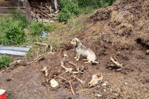 Makabra w gospodarstwie pod Gnieznem - właścicielowi odebrano krowy, świnie i psy
