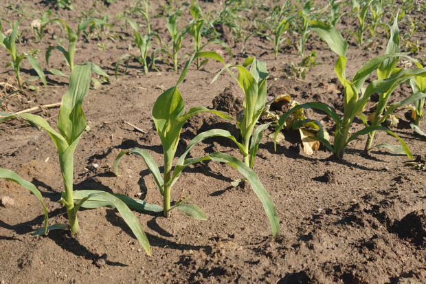 Deszcz utrudnia ochronę kukurydzy. Rośliny czekają na wyższe temperatury