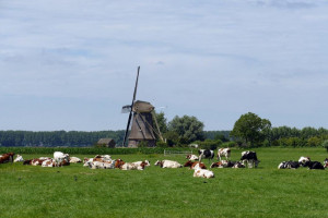 Dziwny protest holenderskich farmerów - krowy zostały w oborze