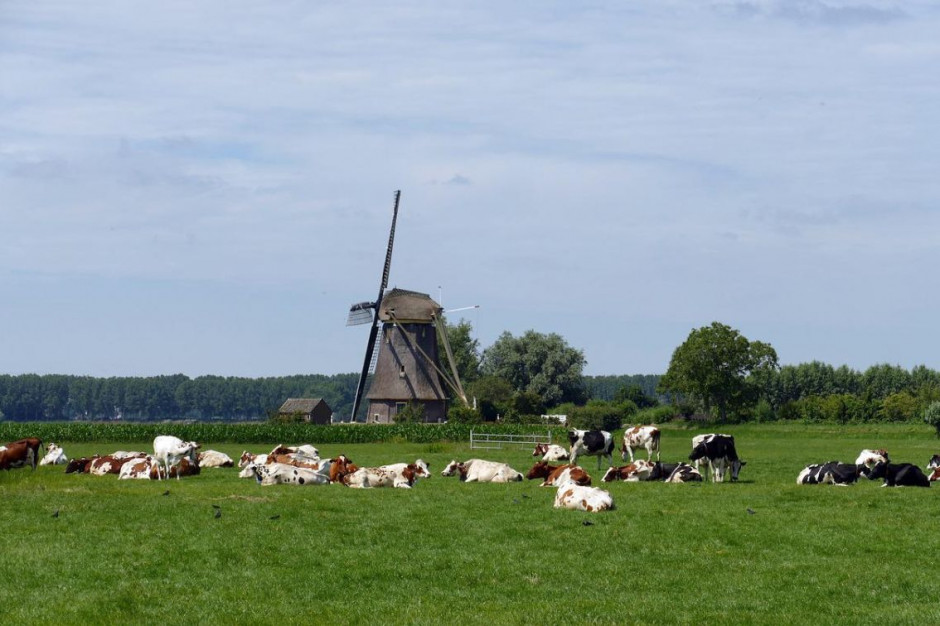Krowy wskutek absurdalnych przepisów moga wkrótce zniknąć z krajobrazu Niderlandów, Foto: Pixabay/MrsBrown