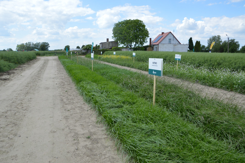 Na poletkach firma DSV zaprezentowała swoje najnowsze odmiany traw. Fot. M.Wołosowicz
