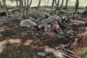 Wilki rozszarpały 65 owiec na ogrodzonym pastwisku