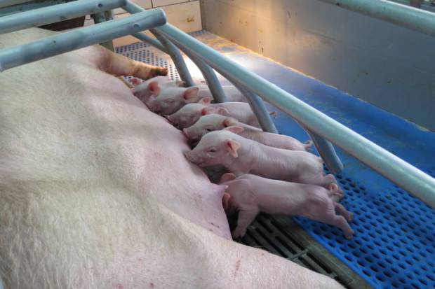 KPS nie zachęca hodowców świń do włączenia się w pakiet dobrostanowy