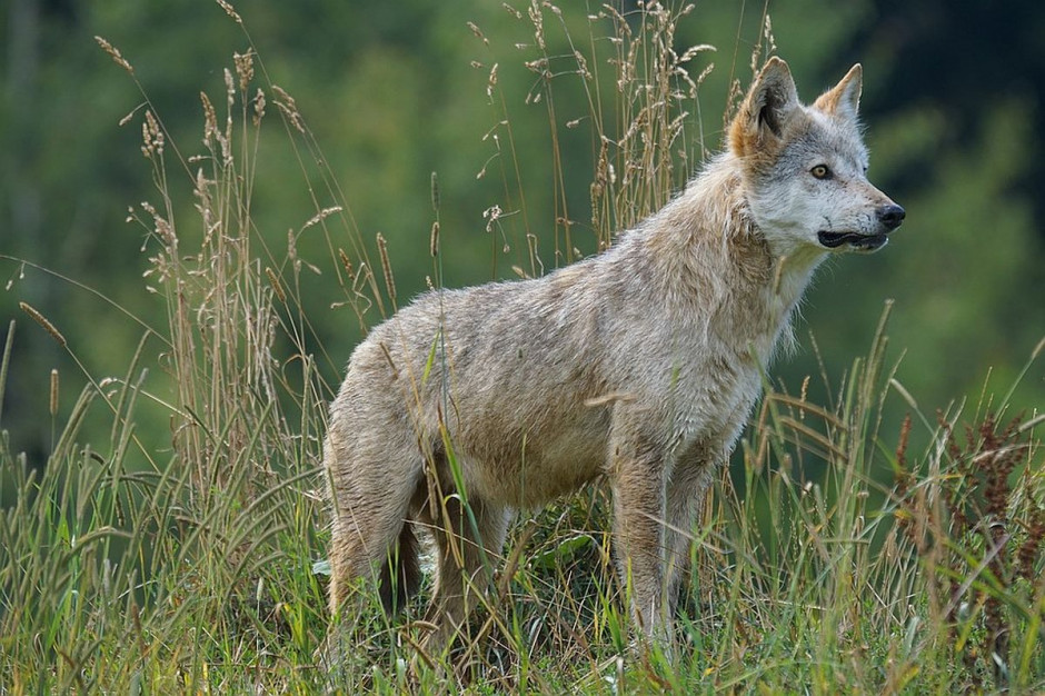 Presja wilków zmusza rolników do zaniechania wypasu zwierząt, Foto: Pixabay