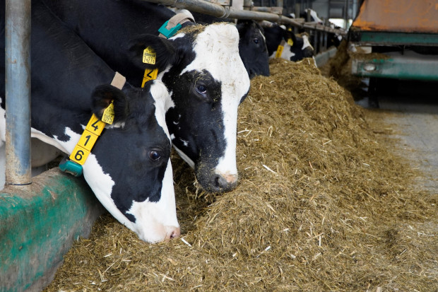 Jak ocenić poprawność żywienia bydła mlecznego?