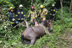Strażacy wyciągali konia z bagna