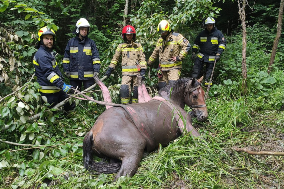 Strażakom udało sie ocalic zwierze z opresji, Foto: OSP Brzostek
