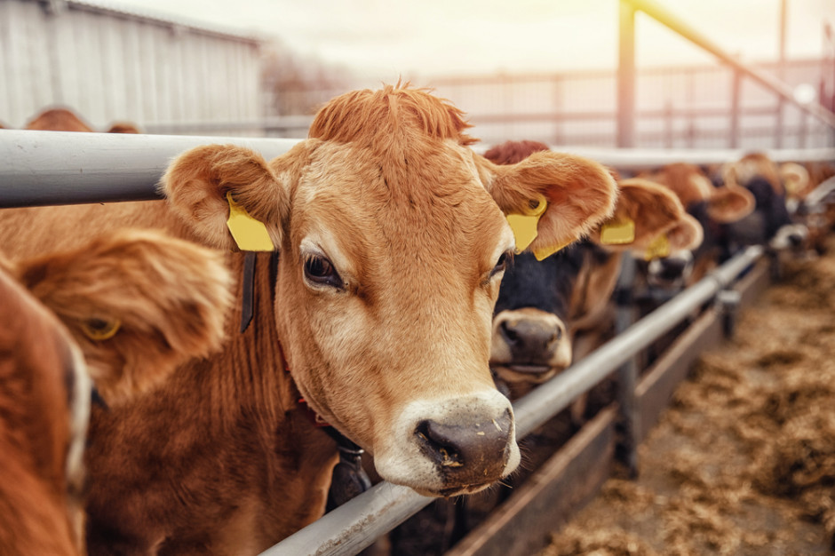 Ceny bydła w skupie zaczęły się stabilizować, fot. Shutterstock
