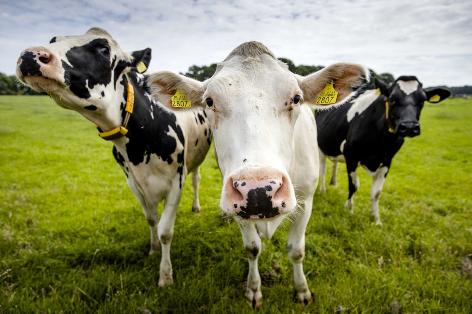 Dobrostan zwierząt zahamuje tendencję spadku ilości gospodarstw hodowlanych?,  fot. Sem van der Wal, PAP/EPA