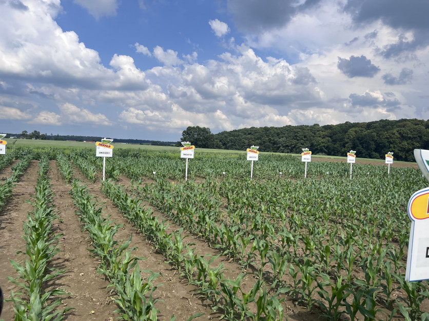 Na plantacji w Chechle wysiano 16 odmian kukurydzy Fot. AK