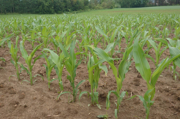 Opady poprawiają stan kukurydzy. Utrudniają jednak przeprowadzenie poprawek herbicydowych