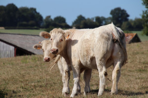 Zwiększy się światowa podaż mięsa wołowego. To oznacza spadek cen skupu bydła