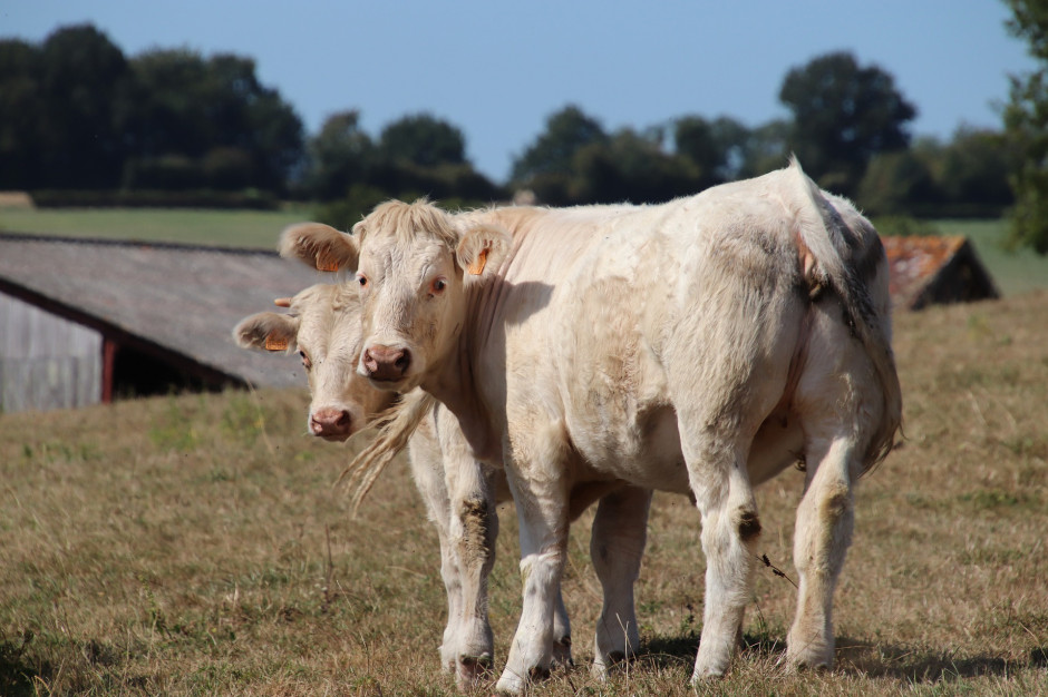 Produkcja bydła opasowego staje się coraz trudniejsza, fot. pixabay