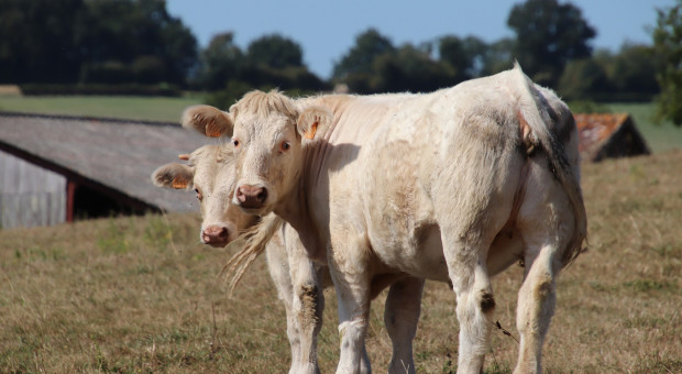 Wierzbicki: Pomimo wysokich cen wołowiny produkcja ulega stagnacji