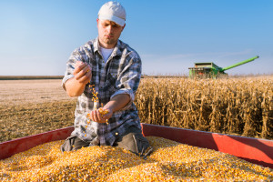 DRV: rozczarowanie zbiorami kukurydzy w Niemczech
