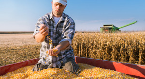 DRV: rozczarowanie zbiorami kukurydzy w Niemczech