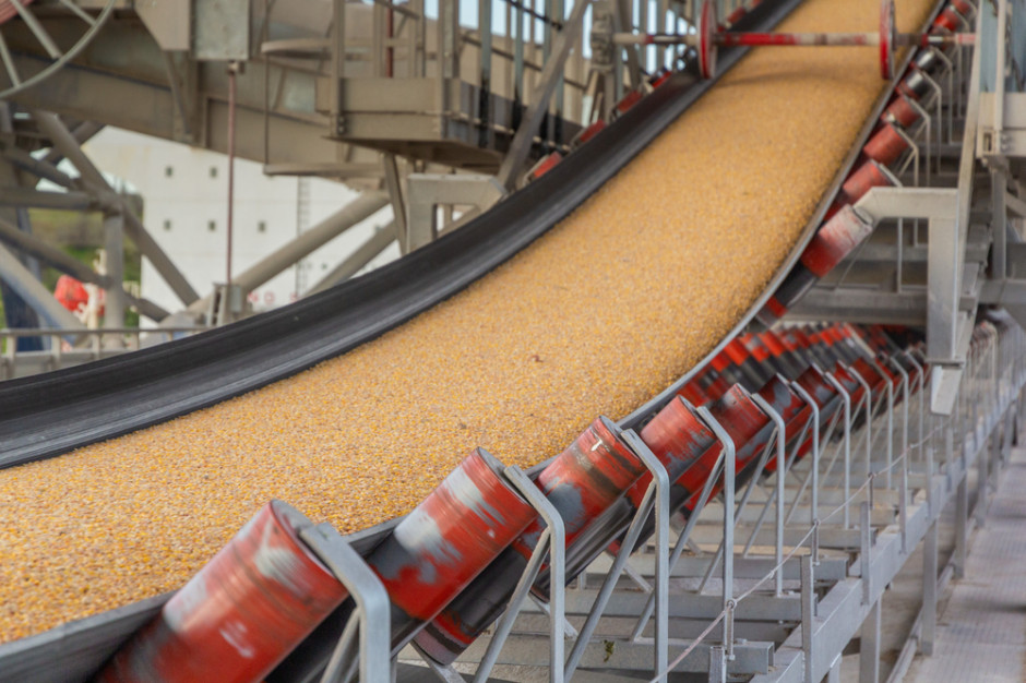 FAO: prognoza produkcji zbóż paszowych w sezonie 2022/2023 została obniżona przede wszystkim ze względu na niesprzyjające warunki wegetacji kukurydzy; Fot. Shutterstock