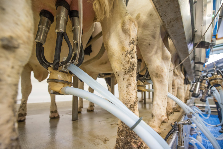 Obserwowany obecnie spadek produkcji mleka ma szeroki zakres geograficzny i jest obserwowany m.in. w UE i USA, które znajdują się obecnie w sezonowym szczycie produkcji mleka, jak również w Nowej Zelandii i Australii, fot. Pixabay